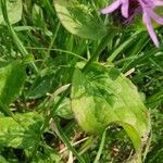 Centaurea nigrescens leaf picture by Tomaž Jančar (cc-by-sa)