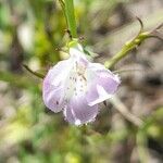 Agalinis communis (cham. & schltdl.) d'arcy flower picture by Trap Hers (cc-by-sa)