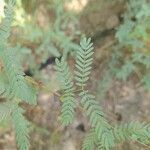 Prosopis cineraria leaf picture by M. Hedayat (cc-by-sa)