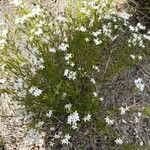 Stenaria nigricans flower picture by Michaela Wills (cc-by-sa)