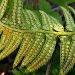 Polystichum lonchitis fruit picture by Llandrich anna (cc-by-sa)