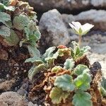 Erodium corsicum habit picture by Yoan MARTIN (cc-by-sa)