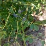 Baptisia tinctoria fruit picture by tufty_jam_bean (cc-by-sa)