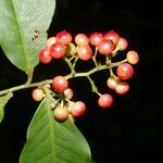 Ardisia guianensis fruit picture by Nelson Zamora Villalobos (cc-by-nc)