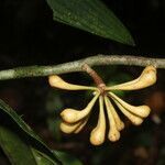 Anaxagorea phaeocarpa fruit picture by Nelson Zamora Villalobos (cc-by-nc)