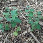 Aristolochia baetica habit picture by Monteiro Henrique (cc-by-sa)