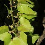 Serjania membranacea habit picture by Nelson Zamora Villalobos (cc-by-nc)