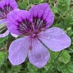 Erodium glandulosum flower picture by Guillermo Díaz Aira (cc-by-sa)