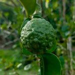 Citrus hystrix fruit picture by Khaliff Abdullah (cc-by-sa)