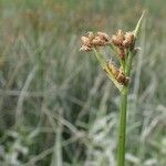 Schoenoplectus triqueter habit picture by Yoan MARTIN (cc-by-sa)