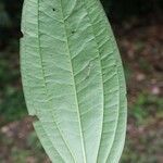 Smilax siphilitica leaf picture by R. Tournebize (cc-by-sa)