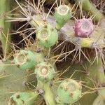 Opuntia stricta fruit picture by Sarami (cc-by-sa)