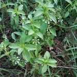 Sideritis romana habit picture by Palmieri Nicola (cc-by-sa)