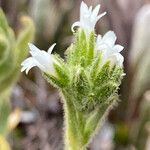 Cerastium kunthii flower picture by Fabien Anthelme (cc-by-sa)