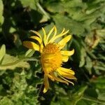 Doronicum clusii flower picture by jack (cc-by-sa)