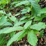 Lonicera alpigena habit picture by Jani Zadrgal (cc-by-sa)