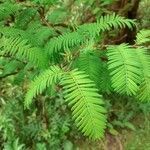 Pterocarya fraxinifolia leaf picture by Patrice Rigaux (cc-by-sa)