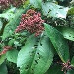 Miconia impetiolaris fruit picture by Valverde José M. (cc-by-sa)