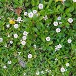 Phyla nodiflora habit picture by Didier EYCHENNE (cc-by-sa)