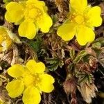 Potentilla pusilla flower picture by Jani Zadrgal (cc-by-sa)