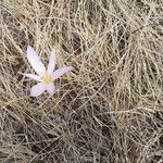 Colchicum lusitanum flower picture by Fabienne fehrenbach (cc-by-sa)