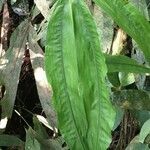 Cyclanthus bipartitus leaf picture by Daniel Barthelemy (cc-by-nc)