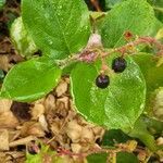 Gaultheria shallon fruit picture by Christina Mortimer (cc-by-sa)