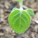 Physalis peruviana leaf picture by Sánchez Flórez Andrea (cc-by-sa)