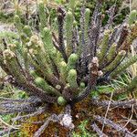 Alchemilla nivalis habit picture by Fabien Anthelme (cc-by-sa)