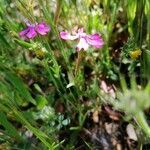 Silene scabriflora flower picture by Jorge (cc-by-sa)