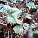 Fragaria x ananassa leaf picture by Vittorio Di Benedetto (cc-by-sa)