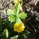 Potentilla anglica flower picture by Klaas Langendoen (cc-by-sa)