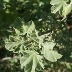 Malva trimestris leaf picture by Martínez Benavent Eva (cc-by-sa)