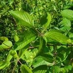 Rubus canadensis leaf picture by Benoit Rainville (cc-by-sa)