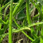 Luzula pediformis leaf picture by Fabien Anthelme (cc-by-sa)