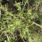 Tragia subsessilis habit picture by susan brown (cc-by-sa)