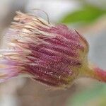 Erigeron alpinus fruit picture by Yoan MARTIN (cc-by-sa)