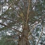 Tsuga canadensis habit picture by Christina Emery (cc-by-sa)