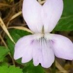 Viola jordanii flower picture by Bol Üstün (cc-by-sa)