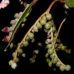 Guettarda tournefortiopsis fruit picture by Nelson Zamora Villalobos (cc-by-nc)