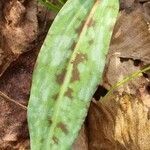 Erythronium dens-canis leaf picture by Jani Zadrgal (cc-by-sa)