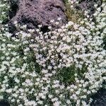 Cerastium tomentosum habit picture by Alberto Vita (cc-by-sa)