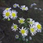 Erigeron annuus flower picture by Jiří Voříšek (cc-by-sa)