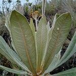 Espeletiopsis corymbosa leaf picture by Gabriel OLLIVIER (cc-by-sa)