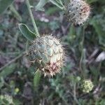 Centaurea collina fruit picture by waness (cc-by-sa)