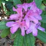 Rhododendron macrophyllum flower picture by Daniel Barthelemy (cc-by-nc)