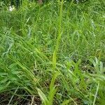 Anacamptis pyramidalis habit picture by lolo P (cc-by-sa)