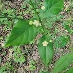 Euonymus americanus flower picture by gene jones (cc-by-sa)