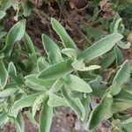 Salvia viridis leaf picture by Ricardo Pérez (cc-by-sa)