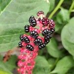 Phytolacca acinosa fruit picture by Fazekas Zsolt (cc-by-sa)